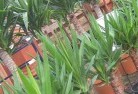 Burrawangplant-nursery-10.jpg; ?>